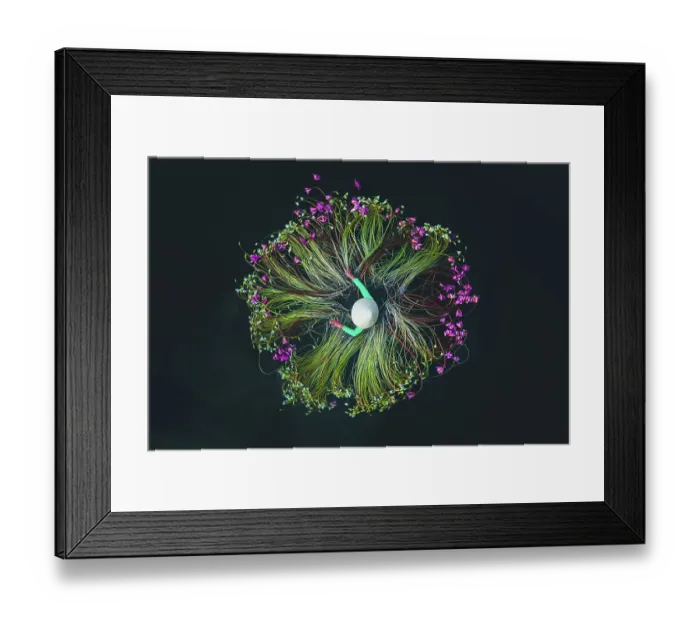 Framed Print : Vietnamese woman in the Mekong River picking water lilies in a circle formation photographed from a drone point of view, Mekong Delta, Vietnam Framed Print : Vietnamese woman in the Mekong River picking water lilies in a circle formation photographed from a drone point of view, Mekong Delta, Vietnam