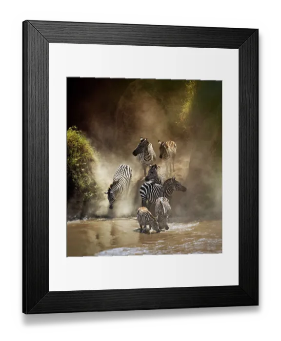 Framed Print : Zebra Migration Crossing the Mara River Framed Print : Zebra Migration Crossing the Mara River