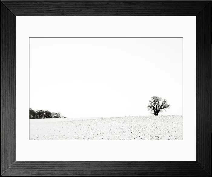 Framed Print : Trees in the Snow Framed Print : Trees in the Snow