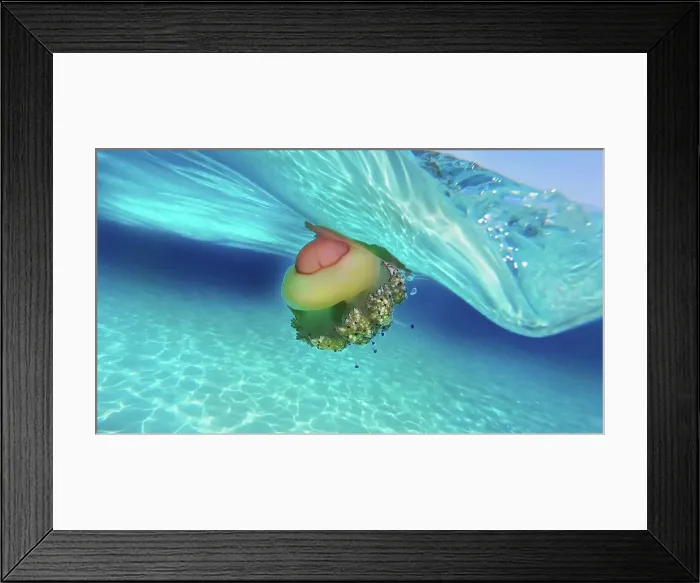 Framed Print : Cotylorhiza tuberculata Framed Print : Cotylorhiza tuberculata