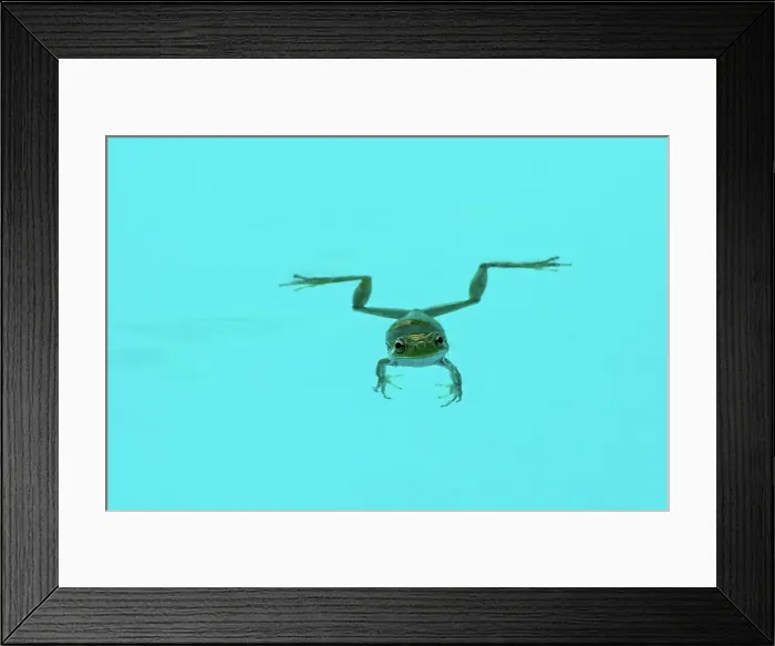 Framed Print : Floating green frog