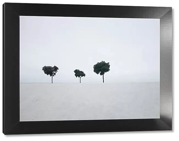 Three trees against white sky background