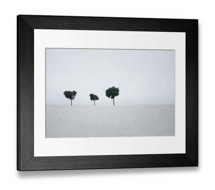 Framed Print : Three trees against white sky background Framed Print : Three trees against white sky background
