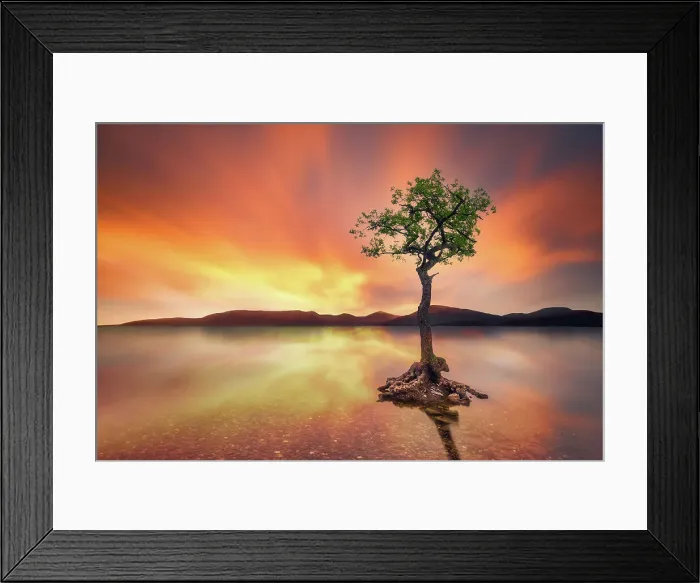 Framed Print : The lone Oak tree of Loch Lomond - Balmaha (Glasgow, Scotland, United Kingdom) Framed Print : The lone Oak tree of Loch Lomond - Balmaha (Glasgow, Scotland, United Kingdom)