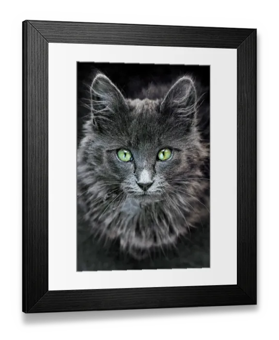 Framed Print : She's got the look Framed Print : She's got the look