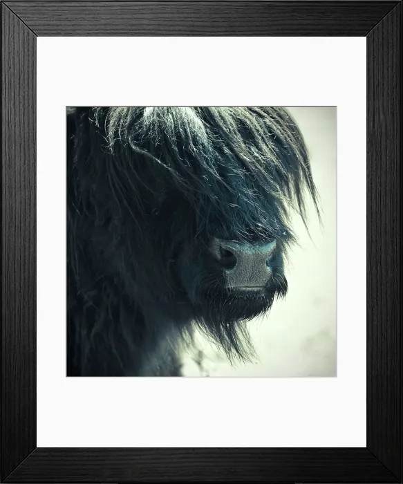 Framed Print : Portrait of a kyloe Framed Print : Portrait of a kyloe
