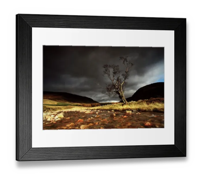 Framed Print : Large lone birch tree on banks Framed Print : Large lone birch tree on banks