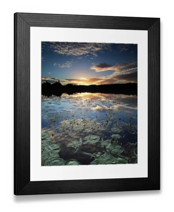Framed Print : lily pond at dusk Framed Print : lily pond at dusk