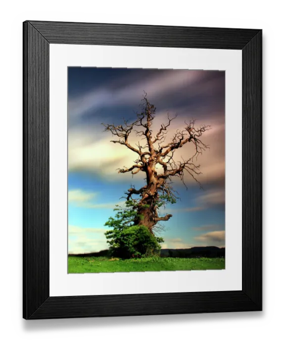 Framed Print : Sweet Cestnut Tree, The Cromwell Tree, Kilgraston Framed Print : Sweet Cestnut Tree, The Cromwell Tree, Kilgraston