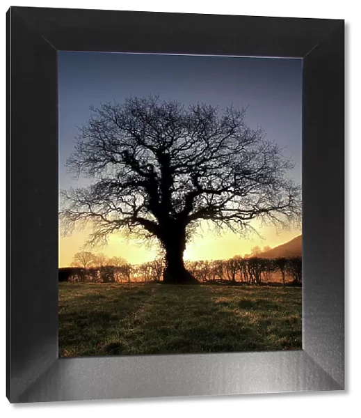 Oak Tree, Glastonbury