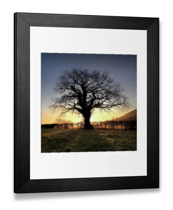 Framed Print : Oak Tree, Glastonbury Framed Print : Oak Tree, Glastonbury