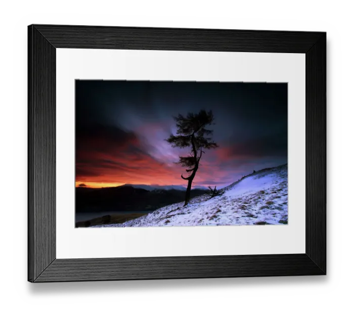 Framed Print : Larch tree Framed Print : Larch tree