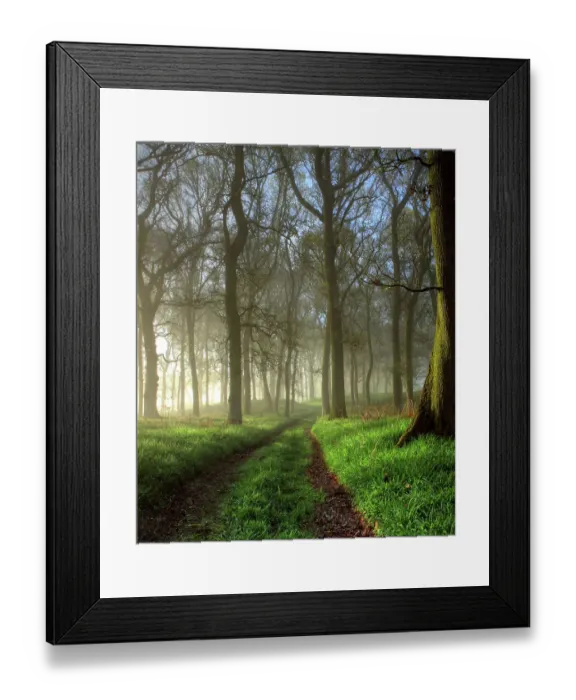 Framed Print : Tall trees in oak forest Framed Print : Tall trees in oak forest