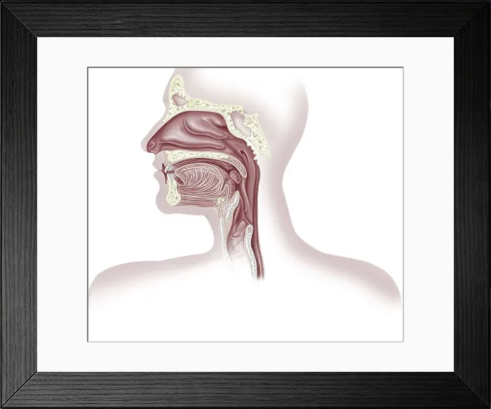 Framed Print : Upper organs of respiratory system, illustration