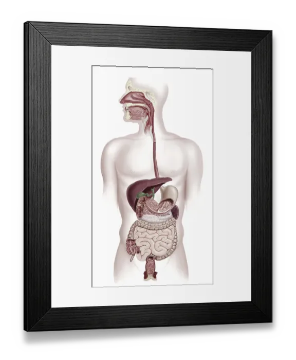 Framed Print : Human digestive system, illustration Framed Print : Human digestive system, illustration
