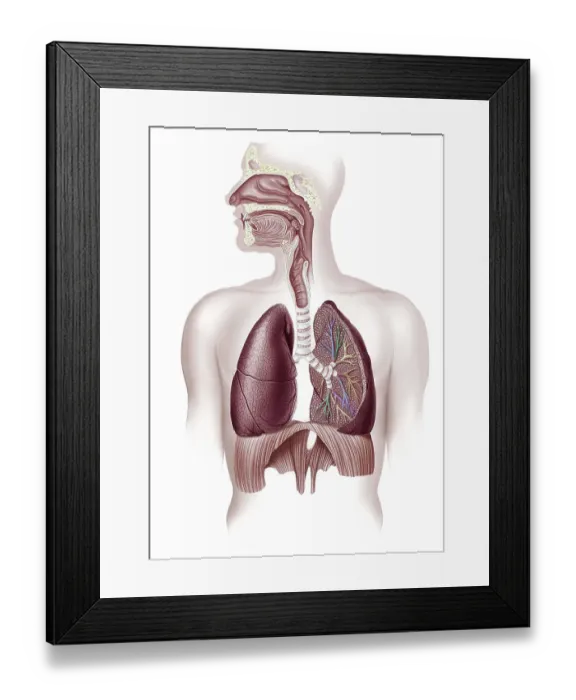 Framed Print : Human lungs, illustration Framed Print : Human lungs, illustration