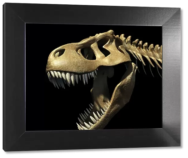 Tyrannosaurus rex skull, illustration