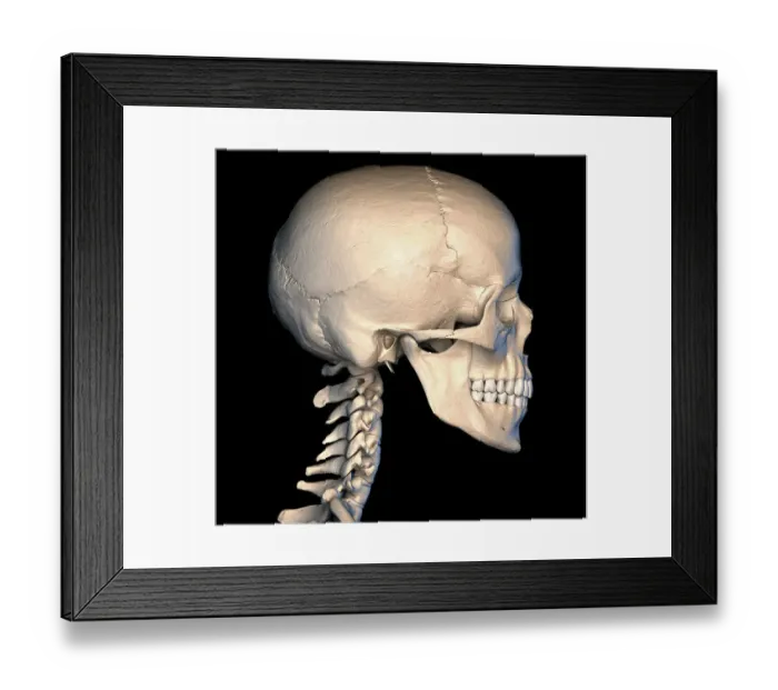 Framed Print : Human skull, illustration Framed Print : Human skull, illustration