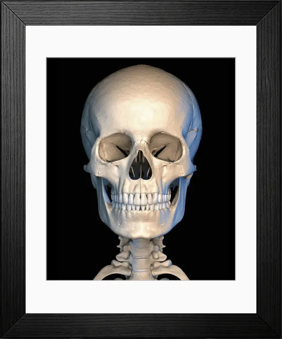 Framed Print : Human skull, illustration Framed Print : Human skull, illustration