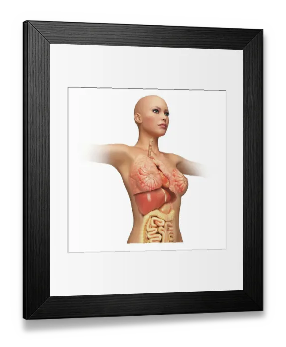 Framed Print : Female organs, cut away, artwork Framed Print : Female organs, cut away, artwork
