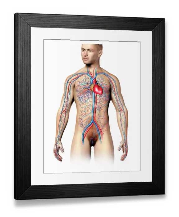 Framed Print : Male cardiovascular system, artwork Framed Print : Male cardiovascular system, artwork