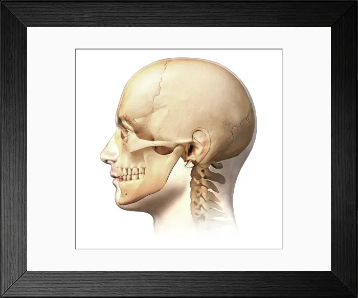 Framed Print : Human skull, artwork Framed Print : Human skull, artwork