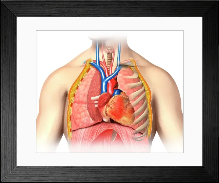 Framed Print : Male chest anatomy, artwork Framed Print : Male chest anatomy, artwork