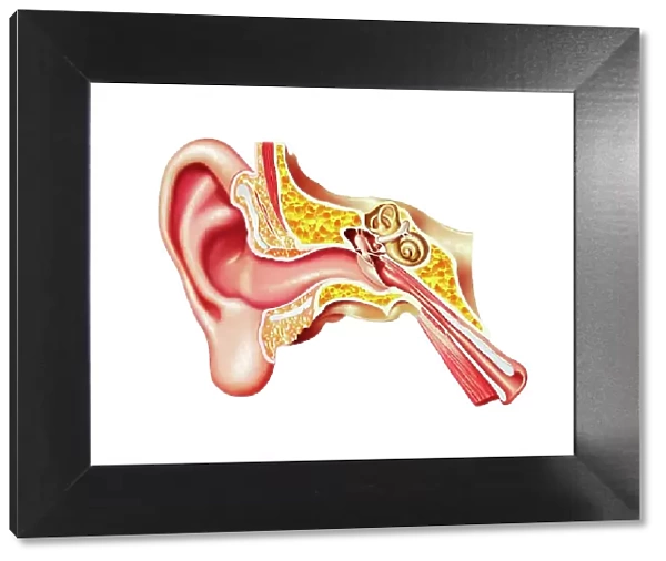 Human ear anatomy, artwork