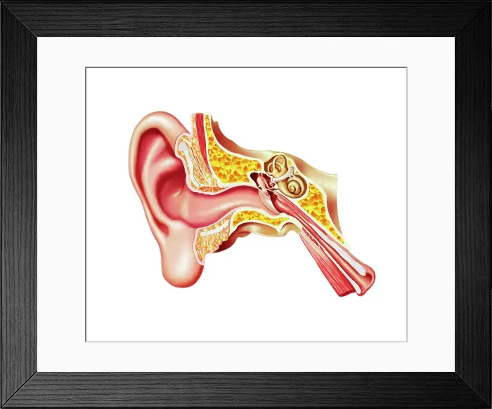 Framed Print : Human ear anatomy, artwork Framed Print : Human ear anatomy, artwork