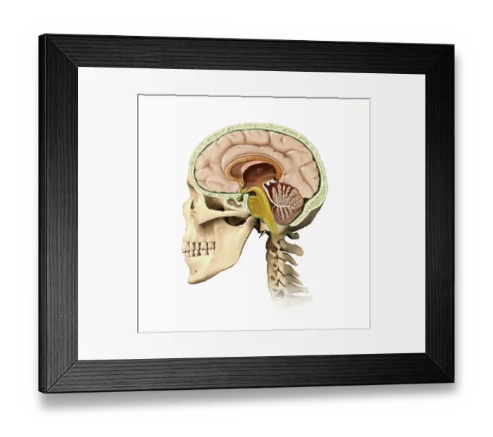 Framed Print : Human head anatomy, artwork Framed Print : Human head anatomy, artwork