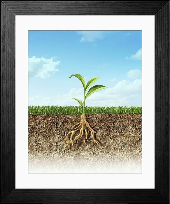 Framed Print : Plant, artwork