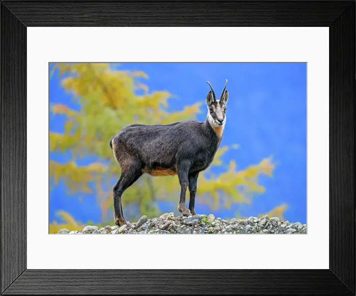 Framed Print : Chamois (genus Rupicapra) Standing Tall Framed Print : Chamois (genus Rupicapra) Standing Tall