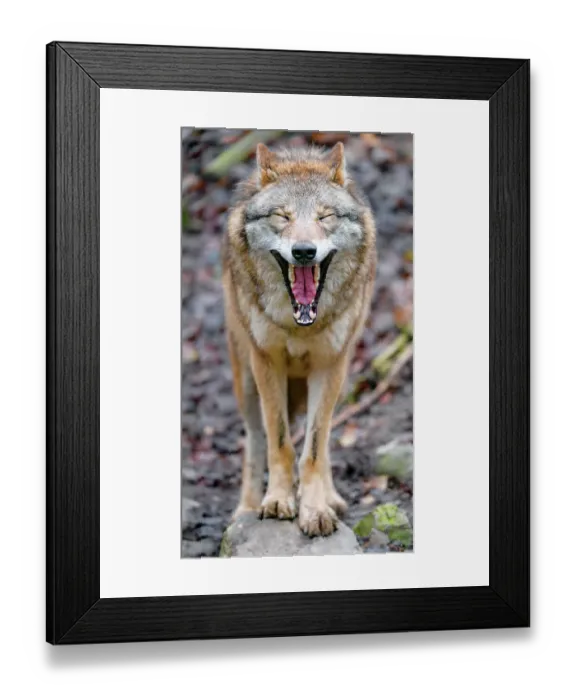 Framed Print : Funny Mongolian Wolf Yawining Framed Print : Funny Mongolian Wolf Yawining