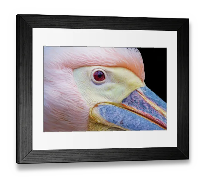 Framed Print : Very close pelican Framed Print : Very close pelican