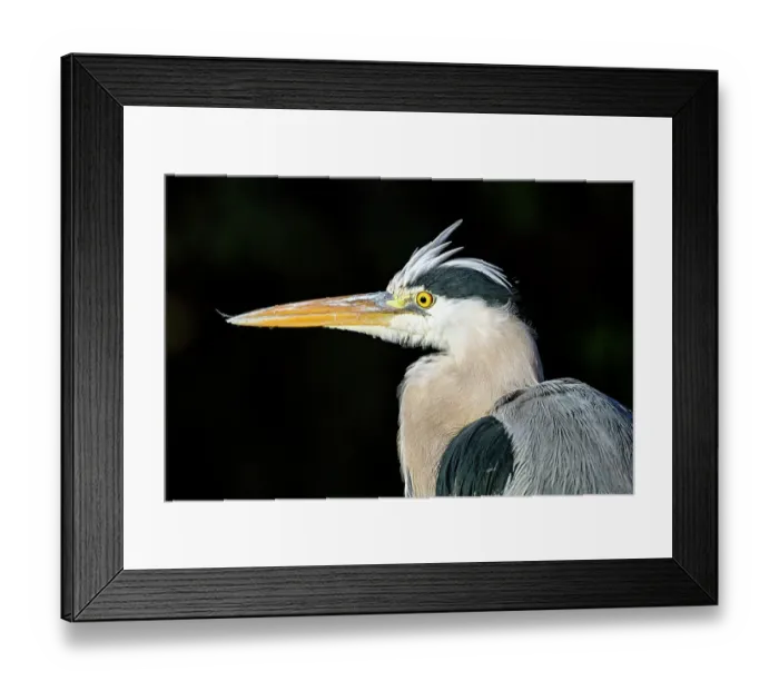 Framed Print : Profile portrait of a heron on black Framed Print : Profile portrait of a heron on black