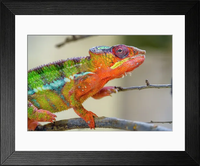 Framed Print : Chameleon walking on a branch Framed Print : Chameleon walking on a branch