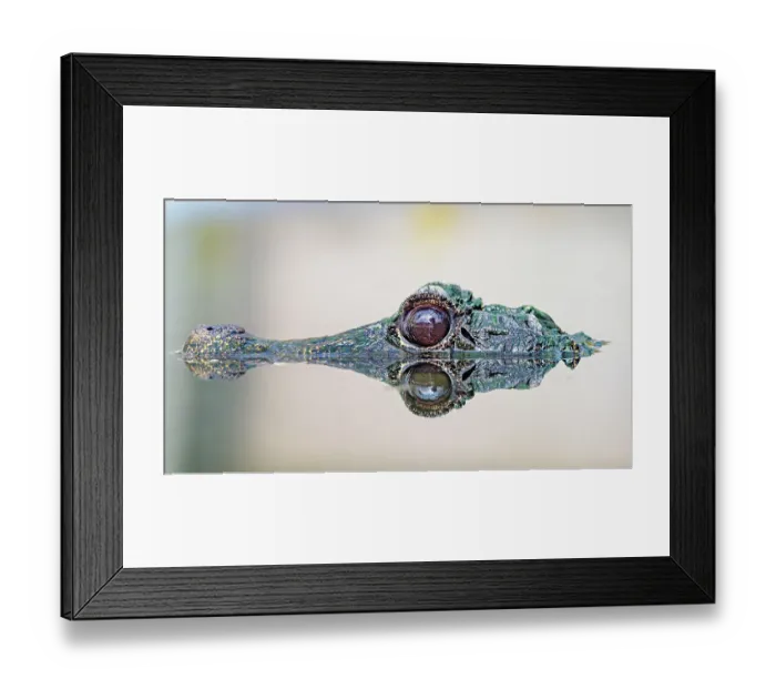 Framed Print : Crocodile at the surface Framed Print : Crocodile at the surface