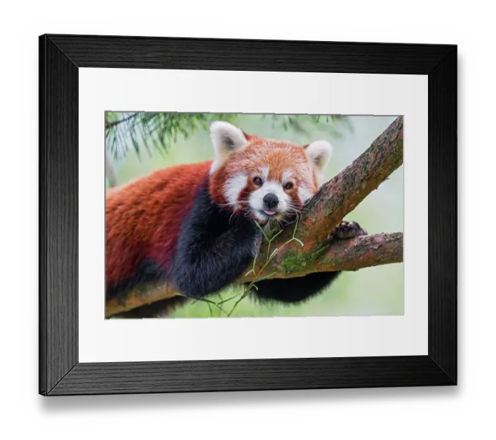 Framed Print : Red panda posing well on a branch