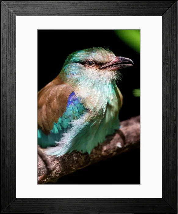 Framed Print : Perched European Roller Bird Framed Print : Perched European Roller Bird
