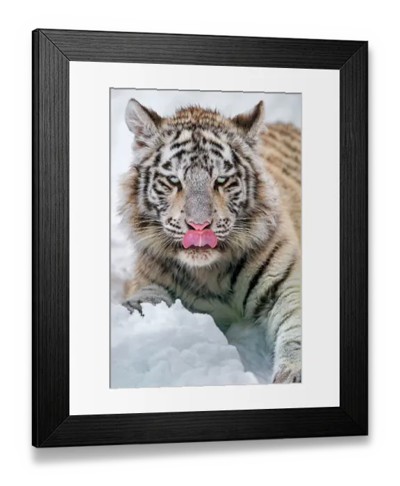 Framed Print : Young white tigress in the snow licking nose