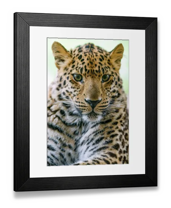 Framed Print : Portrait of an adorable leopard Framed Print : Portrait of an adorable leopard