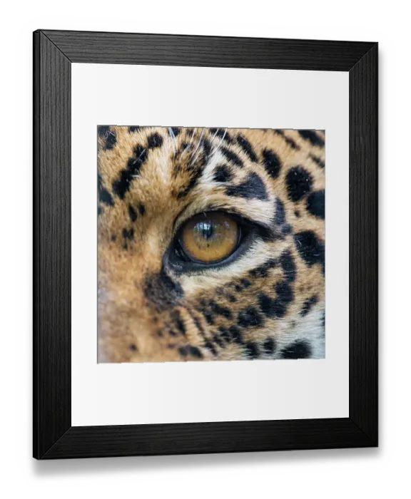 Framed Print : The eye of the jaguaress