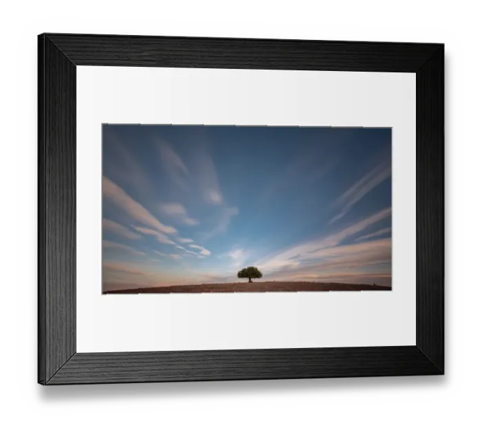 Framed Print : Lonely olive tree in the middle of a field Framed Print : Lonely olive tree in the middle of a field