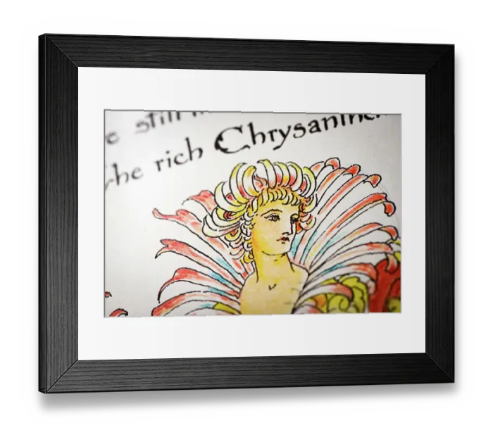 Framed Print : Antique illustration of humanized flowers and plants: Chrysanthemums Framed Print : Antique illustration of humanized flowers and plants: Chrysanthemums