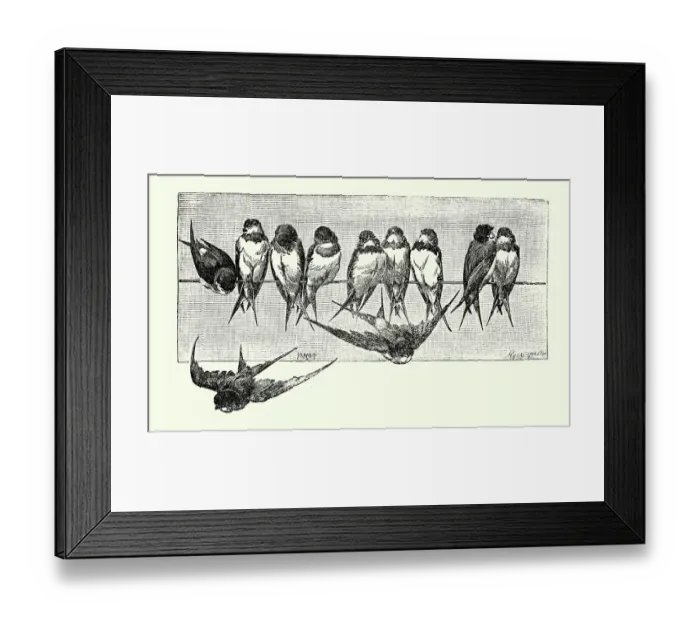 Framed Print : Vintage illustration Swift's perching on a telegraph line, Birds Wildlife Art Framed Print : Vintage illustration Swift's perching on a telegraph line, Birds Wildlife Art