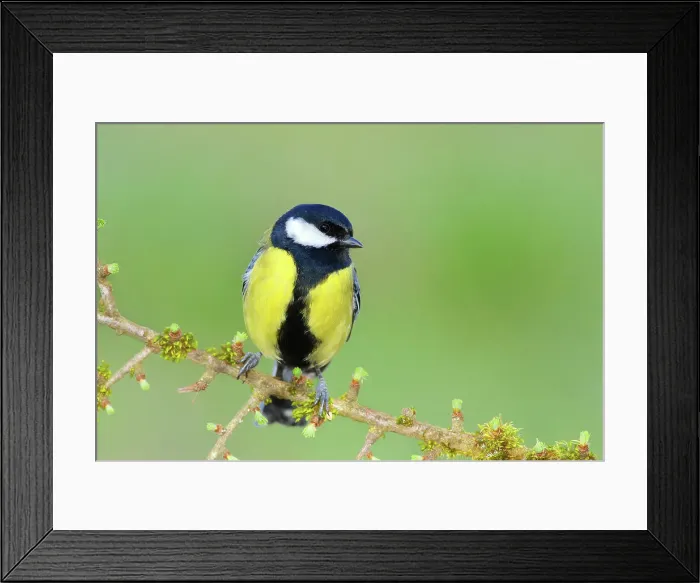 Framed Print : Great Tit (Parus major), wildlife, male sits attentively on a moss-covered branch, Siegerland, animals, birds, North Rhine-Westphalia, Germany Framed Print : Great Tit (Parus major), wildlife, male sits attentively on a moss-covered branch, Siegerland, animals, birds, North Rhine-Westphalia, Germany