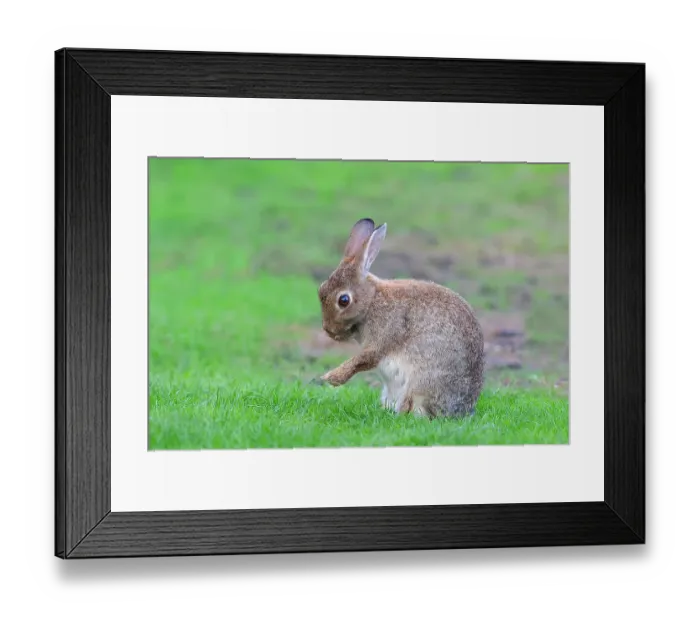 Framed Print : European rabbit (Oryctolagus cuniculus) cleaning itself, sitting in a meadow, Fehmarn Island, Schleswig-Holstein, Germany Framed Print : European rabbit (Oryctolagus cuniculus) cleaning itself, sitting in a meadow, Fehmarn Island, Schleswig-Holstein, Germany