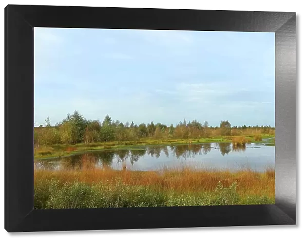 Rehdener Geestmoor, bog pond in autumn, Duemmer nature park Park, Lower Saxony, Germany
