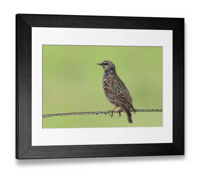 Framed Print : Starling, Common Starling (Sturnus vulgaris) in winter, sitting on barbed wire of a pasture fence, Ochsen Moor, Duemmer nature park Park, Lower Saxony, Germany Framed Print : Starling, Common Starling (Sturnus vulgaris) in winter, sitting on barbed wire of a pasture fence, Ochsen Moor, Duemmer nature park Park, Lower Saxony, Germany