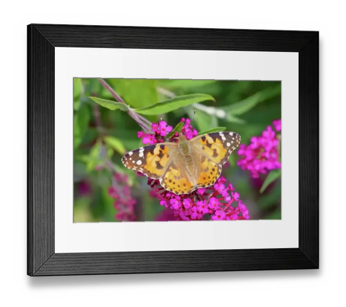 Framed Print : Painted lady (Vanessa cardui) sucking nectar on butterfly bush (Buddleja davidii), Neunkirchen im Siegerland, North Rhine-Westphalia, Germany